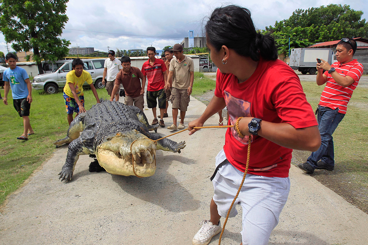 Workers drag a 21-foot crocodile robot at Crocodile Park in Pasay city, metro Manila . The robot, inspired by Lolong, the largest saltwater crocodile ever to have been in captivity, took three months to build