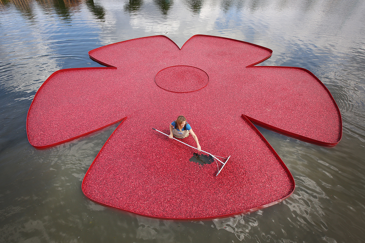 New England cranberry farmer Adrienne Mollor arranges a rose-shaped floating display full of cranberries at the Hampton Court Palace Flower Show in London