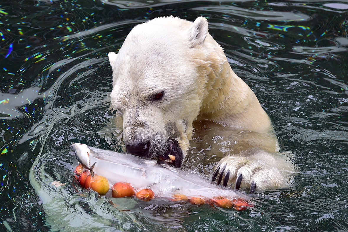 A polar bear snacks on an ice block containing fruit to beat the heat at South Korea's Everland Amusement and Animal Park in Yongin.