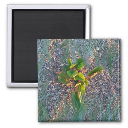 seagrape with grass overlay refrigerator magnets
