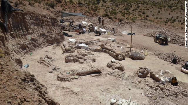 The paleontologists who made the discovery believe it to be a new species of Titanosaur, a long-necked, long-tailed sauropod that walked on four legs and lived around 95 million years ago during the Cretaceous Period.