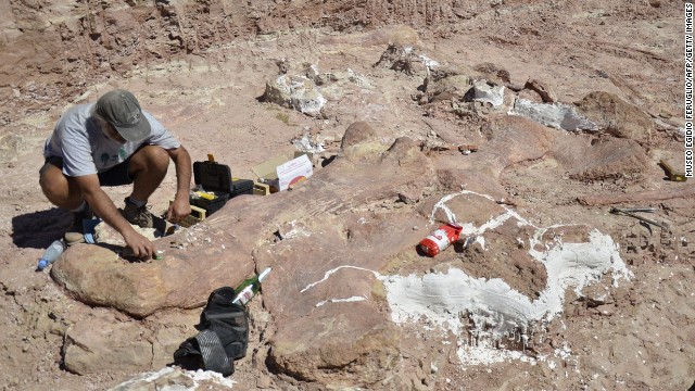 A technician works on one of the fossils. 