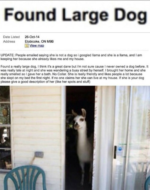 craigslist,llama,pets,lost and found,trolling,g rated,win