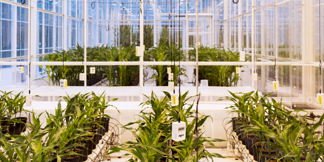 This High-Tech Greenhouse Tests What Crops Will Survive Climate Change