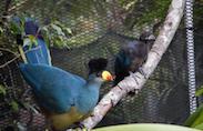 Great Blue Turacos Nest in the African Aviary at Disney’s Animal Kingdom