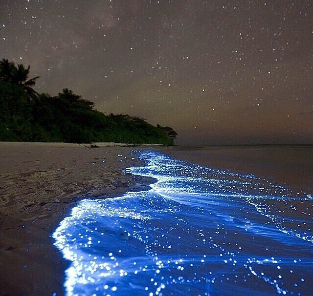 Bioluminescent Phytoplankton.