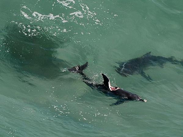 Monster shark hunting down dolphin off coast of Australia