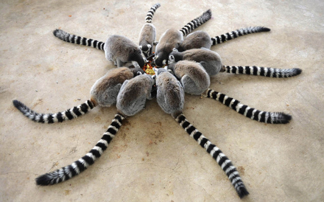 A circle of ring tailed lemur