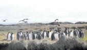 Colonia de pingüinos rey, de hasta un metro de altura y 12 kilos.