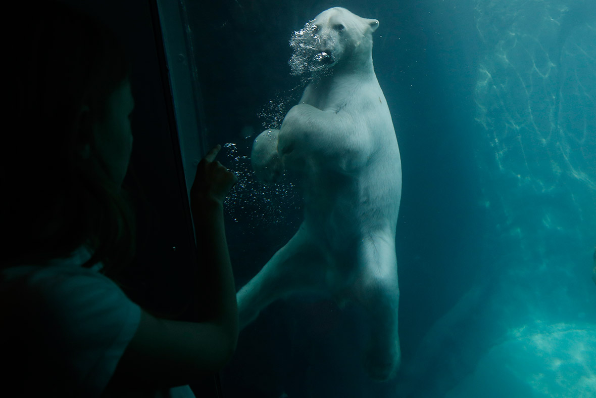 A visitor looks at a polar bear in the newly opened Franz Josefs Land attraction at the Schoenbrunn zoo in Vienna