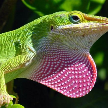 Florida Lizards Evolve Rapidly, Within 15 Years and 20 Generations
