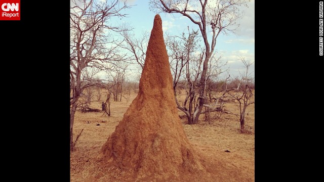 This is not dirt. This is a termite mound in the Selous Game Reserve in Tanzania. <a href='http://ift.tt/1txHRdZ' target='_blank'>Morlaye Kamara</a> felt a strong connection to our planet during his trip to the African country. "You realize how important it is for humanity to preserve and care for it. It's a symbiotic relationship and we depend on each other," he said.