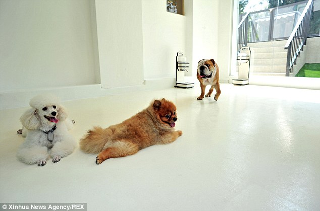 Pampered pooches: There is a spa offering facials, massages, mud packs and 'pawdicures'
