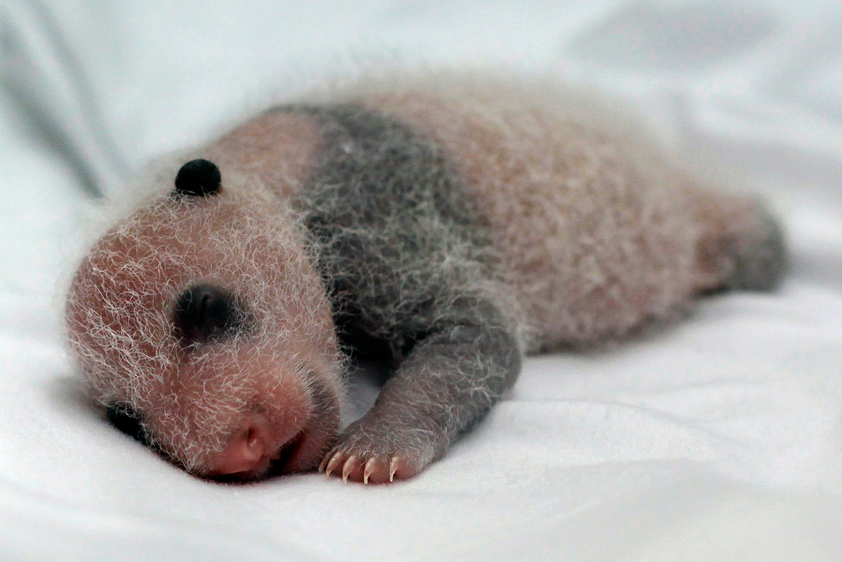 A newborn giant panda cub, one of the triplets which were born to mother Juxiao, is seen in an incubator at the Chimelong Safari Park in Guangzhou, Guangdong province, China
