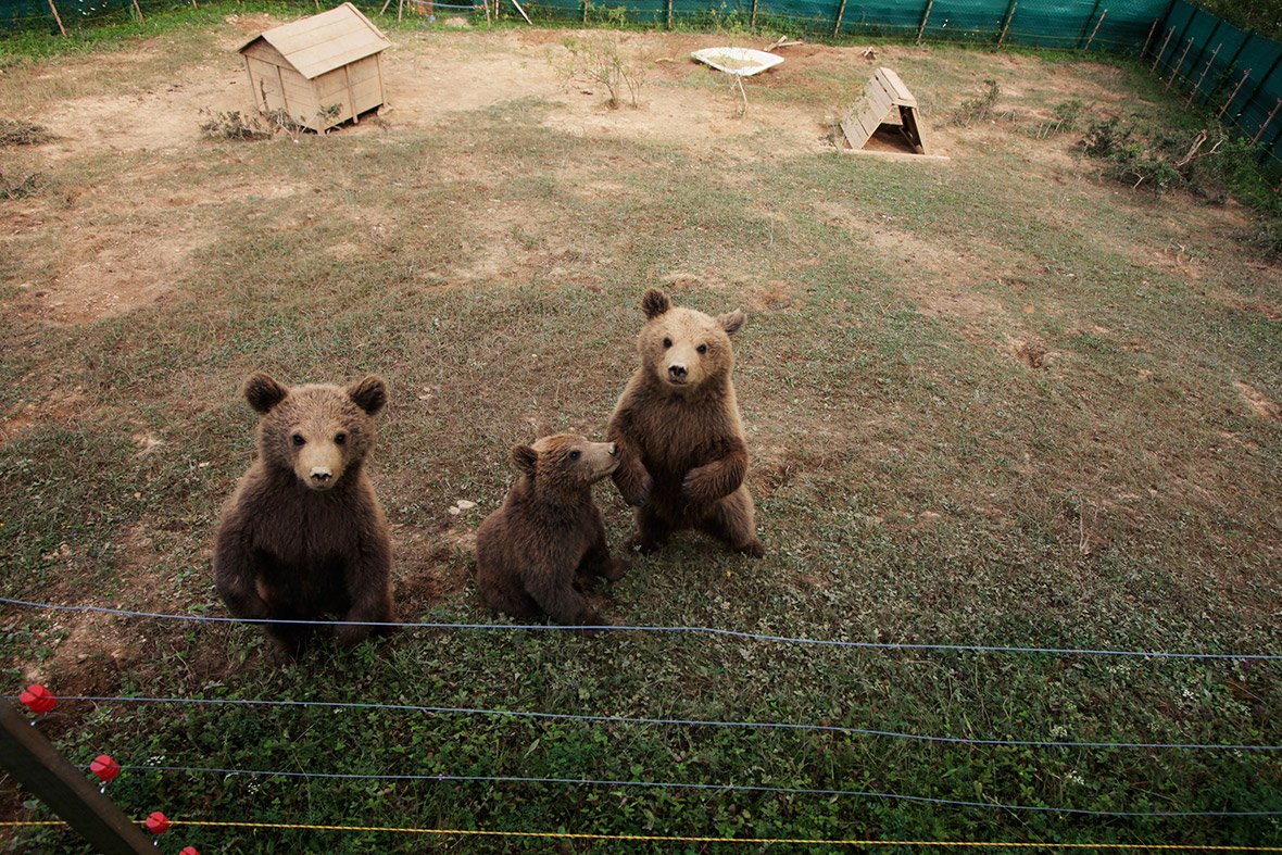 Three brown bear cubs are pictured at a bear sanctuary in Mramor, near the Kosovan capital Pristina, before they were transported to a wildlife enclosure in a forest. The cubs were rescued from a private zoo where they were kept illegally, and have been living in the sanctuary since March. They will be released to the wild next year