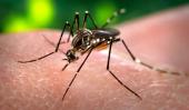 AEDES AEGYPTI. Es el mosquito transmisor de la fiebre chikungunya (AP).