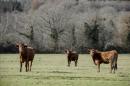 En la imagen, unas vacas en un prado. EFE/Archivo