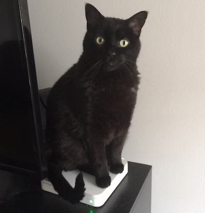 Jake the Cat perched on an Apple AirPort Time Capsule