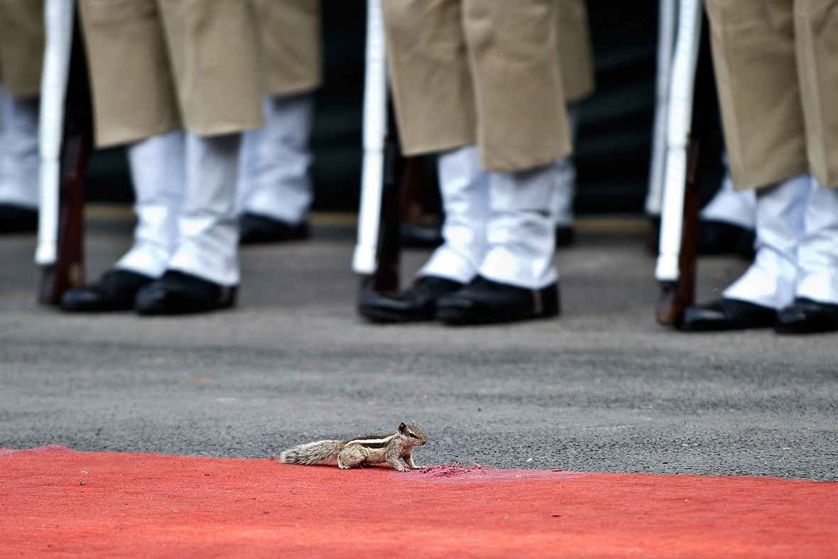 A squirrel runs in front of the guards of honour lined up during a full dress rehearsal for the 68th Independence Day celebrations at the Red Fort in New Delhi