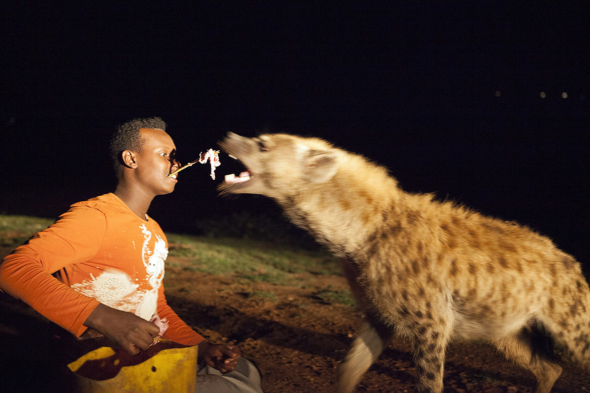 Abass Yusuf holds meat on a stick in his mouth to feed a hyena in Harar, Ethiopia