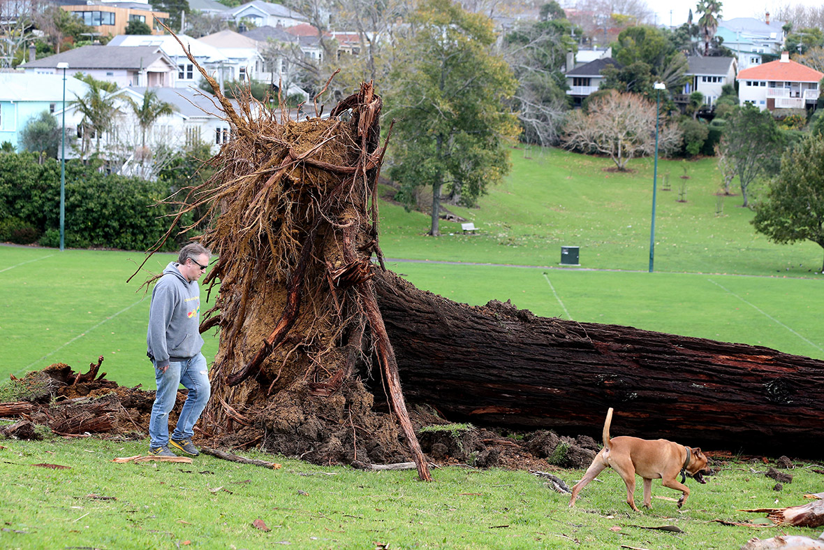 A man past an uprooted tree in Grey Lynn Park in Auckland, New Zealand. Cyclonic winds and heavy rainfall have caused power outages and property damage across a swathe of the country