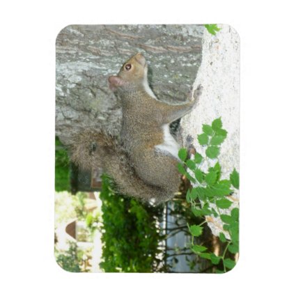 Squirrel photo image rectangular magnets