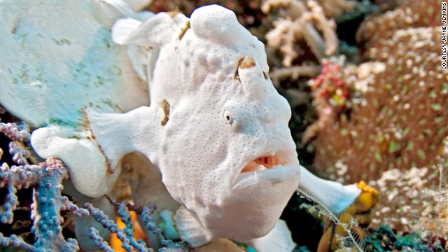 High-resolution panoramic images allow scientists to see every creature in the reef. The frogfish is a master of camouflage.