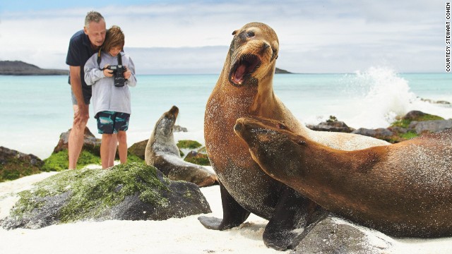 Like playful puppies, sea lions often fight each other. Probably best to leave them at it. 