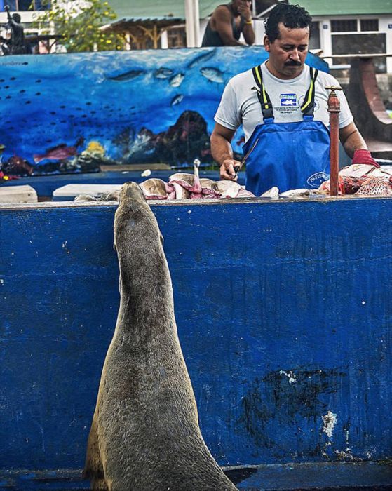 Sea Lion Waiting for a Snack (7 pics)