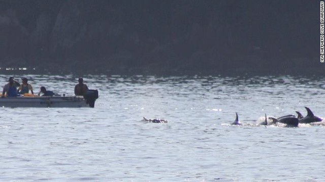 On this occasion, eyewitnesses saw eight Risso's dolphins driven into the cove. Four were young calves that were "dumped back out to sea," according to Sea Shepherd. Calves usually stay with their mother for 3-6 years. 