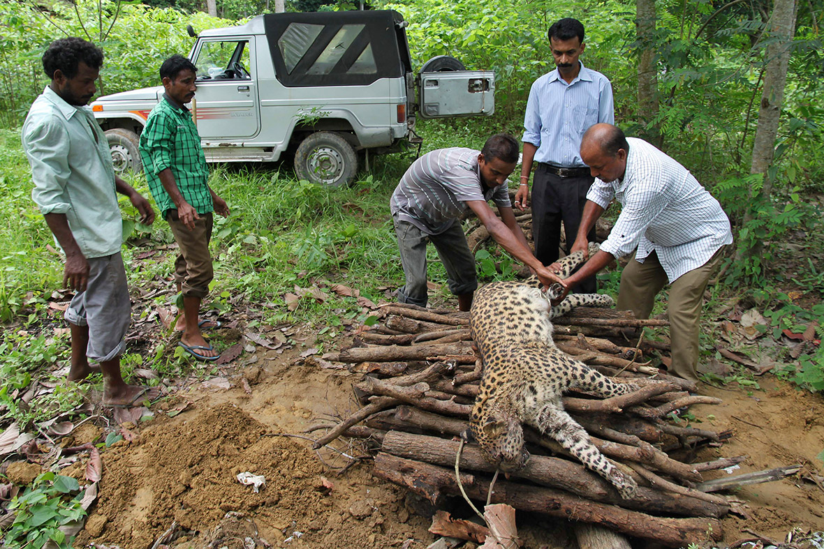 Forest officials prepare a pyre for a dead male leopard at Jorhat in the northeastern Indian state of Assam. A local forest official said a group of tea workers killed the leopard on Sunday after it had attacked them, injuring four people