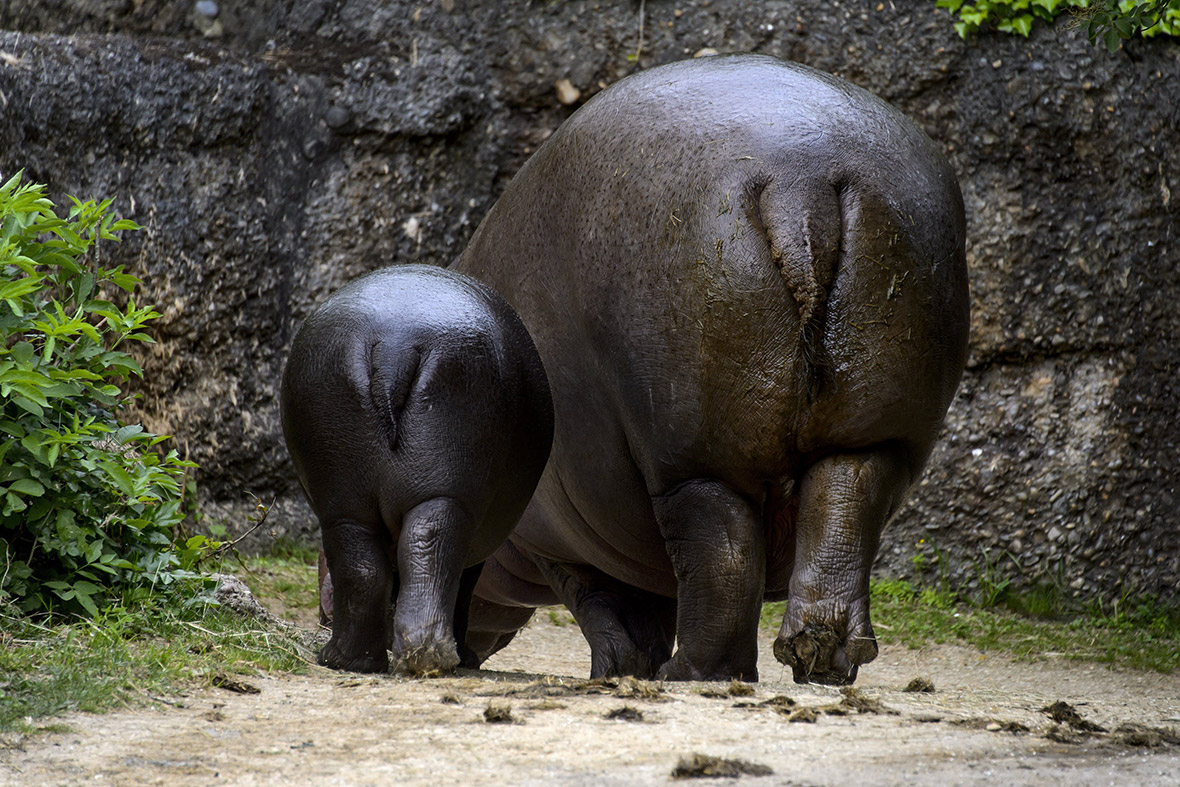 Baby pygmy hippopotamus Lani alongside her mother Ashaki at the Basel Zoo