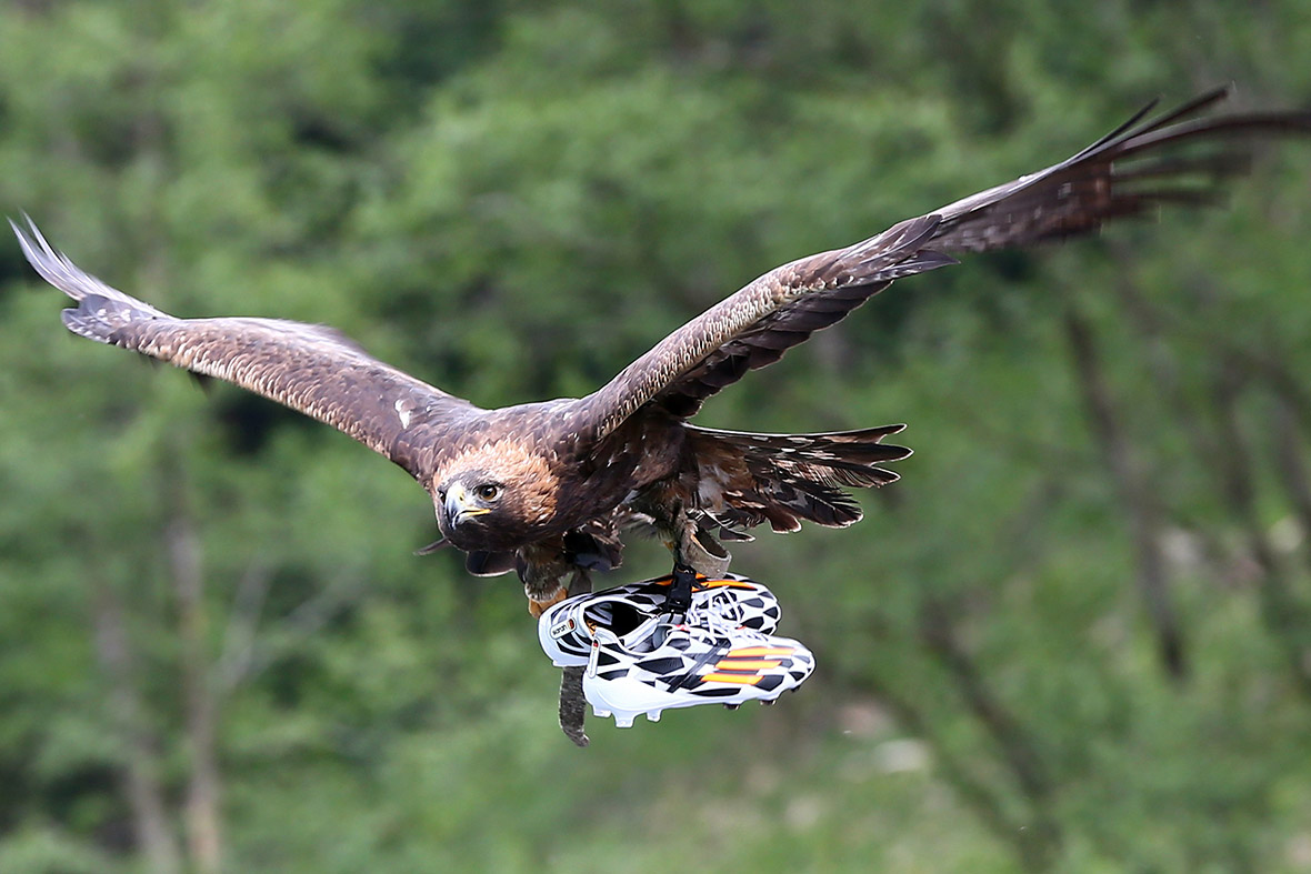 An eagle flies in with new boots for the German national football team at St Martin training ground in Passeier, Italy