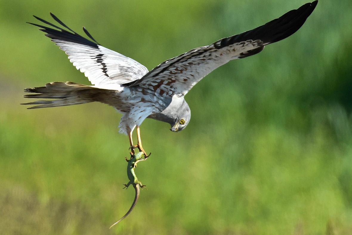 A Montagu's harrier carries a lizard plucked from a meadow near Mallnow, eastern Germany