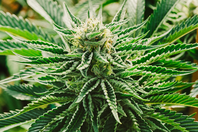 Colorado Marijuana plant