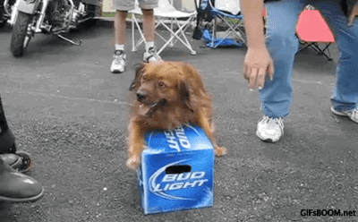 Don't Touch That Dogs Beer