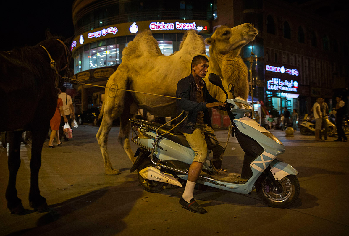 A Uighur man riding a scooter pulls his camel and horse along a road in Kashgar