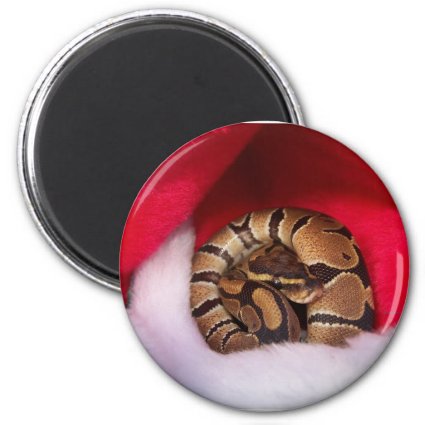 Snake curled up in Santa hat, ball python Fridge Magnets