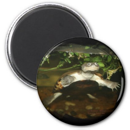 Cute African Side Necked brown turtle black frame Refrigerator Magnets