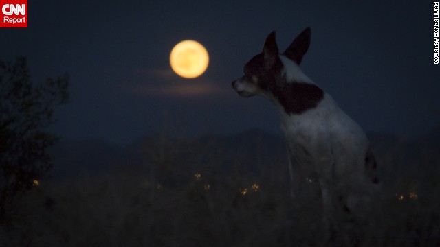Homer Liwag and his dog Sake sat in the desert in Las Vegas, Nevada, waiting for the supermoon. "This supermoon was striking as usual," he said.