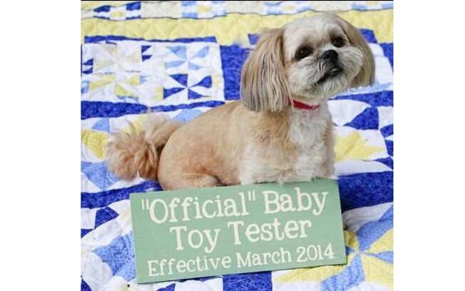 “Testador oficial de brinquedos de bebê – a partir de março”, mais uma plaquinha divertida para colocar no cachorro e anunciar a gravidez de um jeito divertido