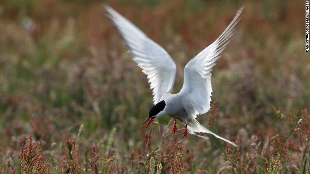 An Arctic tern returns to its nest in Inner Farne, England. 