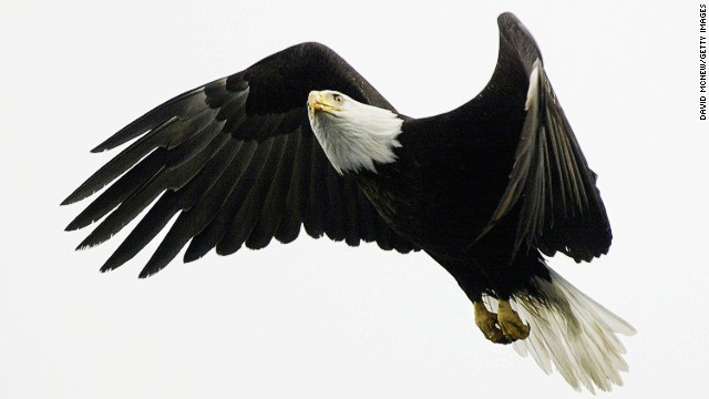 A bald eagle flies over Prince William Sound near Valdez, Alaska. In 1989, the Exxon Valdez oil spill decimated local wildlife populations. 
