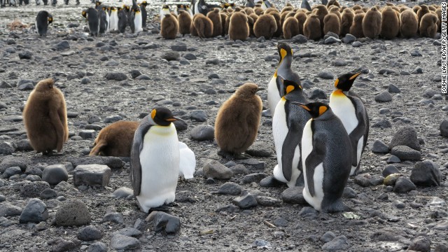 Penguins on Possession Island in the Crozet archipelago, part of the French Southern and Antarctic Lands. 
