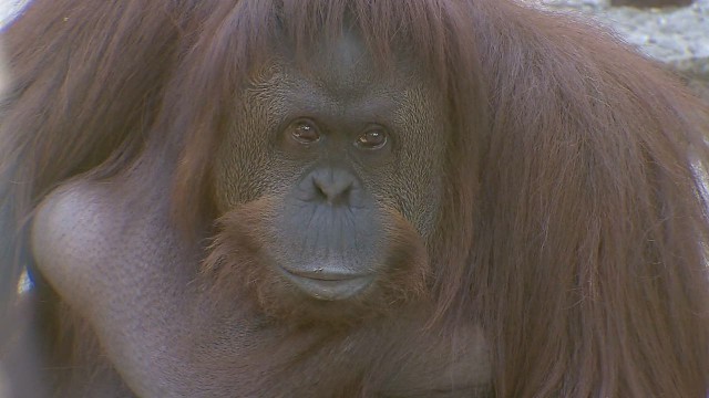 Sandra has lived at the Buenos Aires Zoo for the past 20 years. A group of lawyers asked a court to free her from captivity.