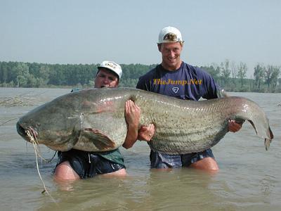 giant wels catfish