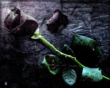 Lovely-sad-black-rose-for-sadness