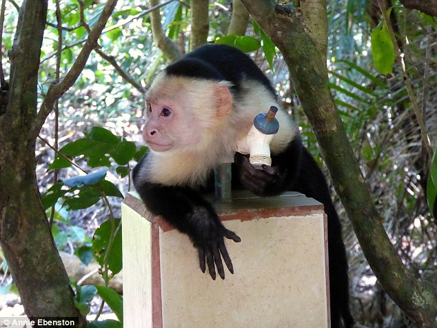 The Manuel Antonio national park, on the Pacific coast, is the best place to spot capuchin monkeys
