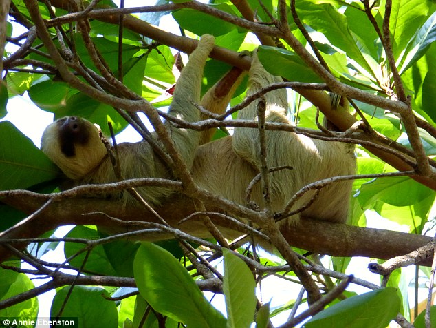 Manuel Antonio is also home to sloths who lie lazily in the tree tops - they can also be found at the sloth sanctuary in Cahuita on the Caribbean coast that cares for injured and endangered sloths