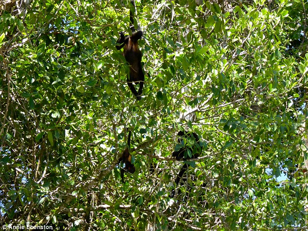 A group of howler monkeys energetically leap from tree branches - Tortuguero is teeming with wildlife